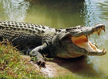 Cá sấu Trung Mỹ