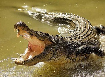 Cá sấu thường sống ở đâu?
