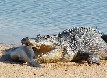 Cá sấu nước mặn và những đặc điểm và sự nguy hiểm của chúng