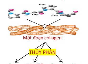 Collagen thủy phân – bí quyết chống loãng xương khớp của Diamond Bone.