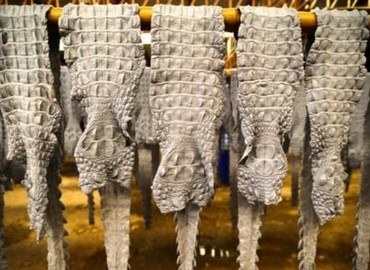 Da cá sấu có bền không
