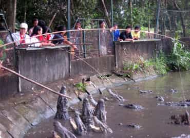 Thú câu cá sấu trại Hoa Cà
